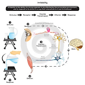 Irritability in Biology Infographic Diagram photo