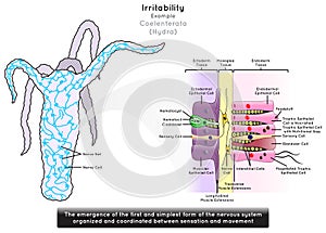 Irritability in Coelenterata Infographic Diagram with example of hydra