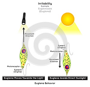 Irritability in Euglenozoa Infographic Diagram example euglena move toward light but it avoid direct sunlight photo