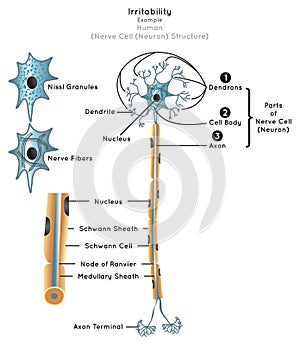 Irritability in Human Infographic Diagram nerve cell structure photo