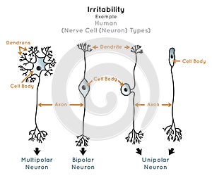 Irritability in Human Infographic Diagram nerve cell types