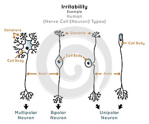 Irritability in Human Infographic Diagram nerve cell types photo