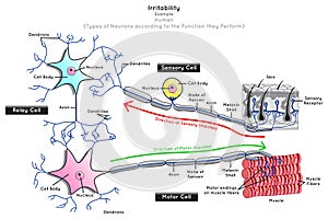 Irritability in Human Infographic Diagram neuron types function sensory relay motor nerve cells