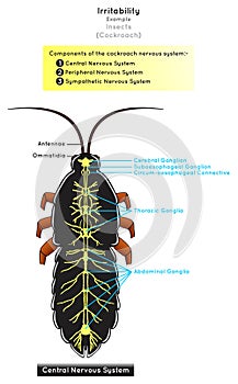 Irritability in Insects Infographic Diagram with example of cockroach photo