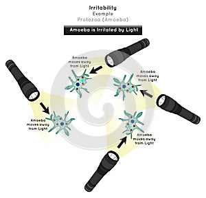 Irritability in Protozoa Infographic Diagram with example of amoeba irritated by light photo