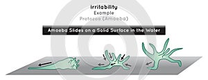 Irritability in Protozoa Infographic Diagram with example of amoeba slides on solid surface in water photo