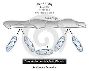 Irritability in Protozoa Infographic Diagram example paramecium avoidance behavior