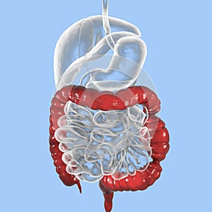 Irritable bowel syndrome IBS medical concept photo