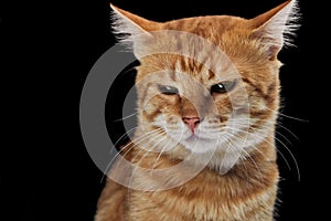 irritated domestic red cat looking down