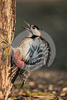 Irritated male of the great spotted woodpecker on the trunk