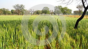 Irritation system by sprinkler system. Watering crop by modern sprinkler. Wheat crop is ready to ripe and last water in crop