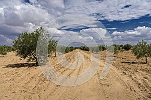 Irt road in outgoing to the horizon in an olive grove,