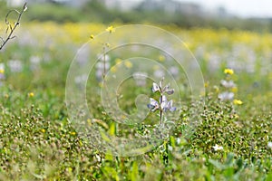 Irus Argaman Reserve in Netanya