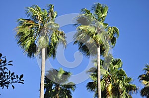 Irvine California Palm Trees