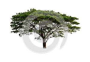 Irvingia malayana Trees isolated on white background