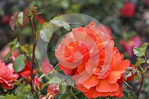 `Isa` rose flower head at the Guldemondplantsoen Rosarium Boskoop