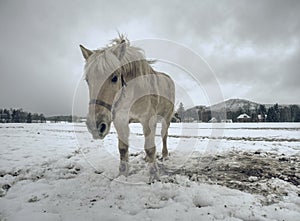 Isabella coloured horses in winter country photo