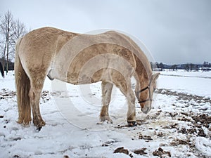 Isabella coloured horses in winter country photo
