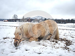 Isabella horse enjoy first snow on field