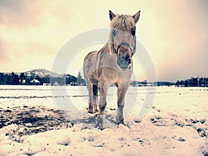 Isabella horse enjoy first snow on field