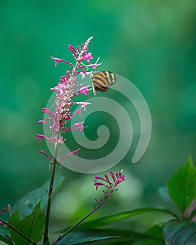 Isabella Long-wing Tiger Butterfly feeding on pink flower