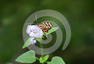 Isabella`s longwing visiting a wild flower