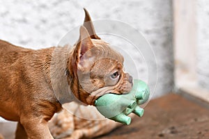 Isabella Sable French Bulldog dog puppy carrying squeaky toy in mouth