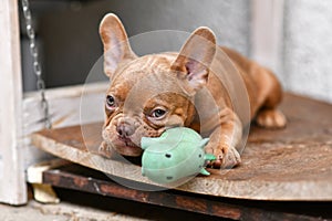 Isabella Sable French Bulldog dog puppy with squeaky toy