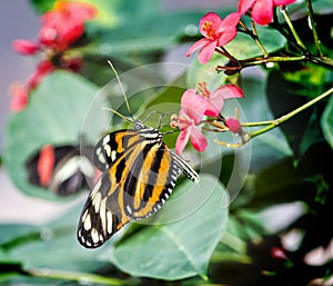 Isabella Tiger Butterfly photo