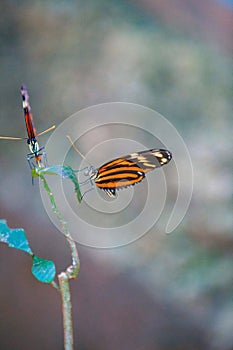 2 Isabella Long-wing Tiger Butterflies on leaf