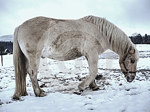 Isabella white horse in snow. Winter life