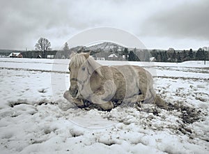 Isabella white horse in snow. Winter life