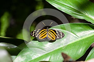 Isabellas longwing butterfly, Eueides isabella