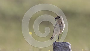 Isabellina Wheatear on With Food