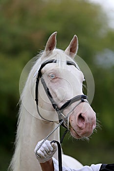 Isabelline equine thoroughbred mare with blue eyes