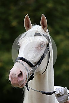 Isabelline equine thoroughbred mare with blue eyes