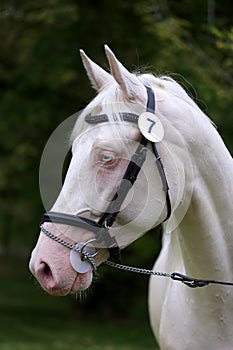 Isabelline equine thoroughbred mare with blue eyes