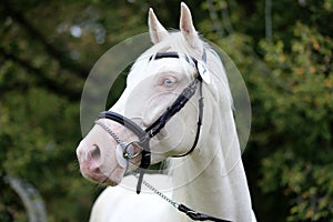 Isabelline equine thoroughbred mare with blue eyes