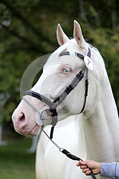 Isabelline equine thoroughbred mare with blue eyes