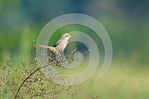 The Isabelline shrike or or Daurian shrike