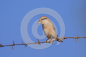 Isabelline shrike or Daurian shrike (Lanius isabellinus) in a tree in the middle east