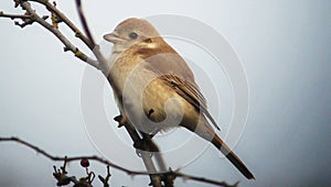 Isabelline shrike Lanius isabellinus