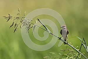 Isabelline Shrike perched on a branch