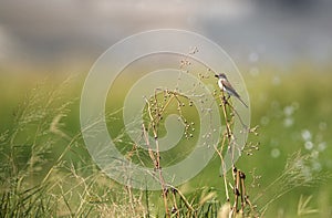 Isabelline Shrike perched on bush