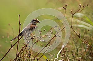 Isabelline Shrike perched on a twig