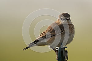 Isabelline Wheatear perched on a sprinkler