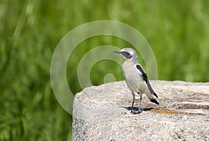 Isabelline wheatear, a small migratory bird,sitting on a rock..