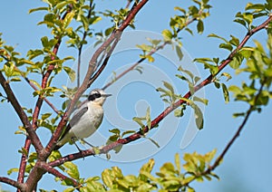 Isabelline wheatear, a small migratory bird,sitting on a tree branch.