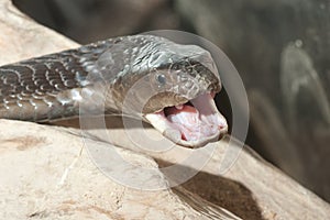 Isan spitting cobra - poisonous snake