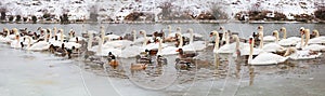 Un fiume inverno molto da Cigni ferri da stiro un anatre 